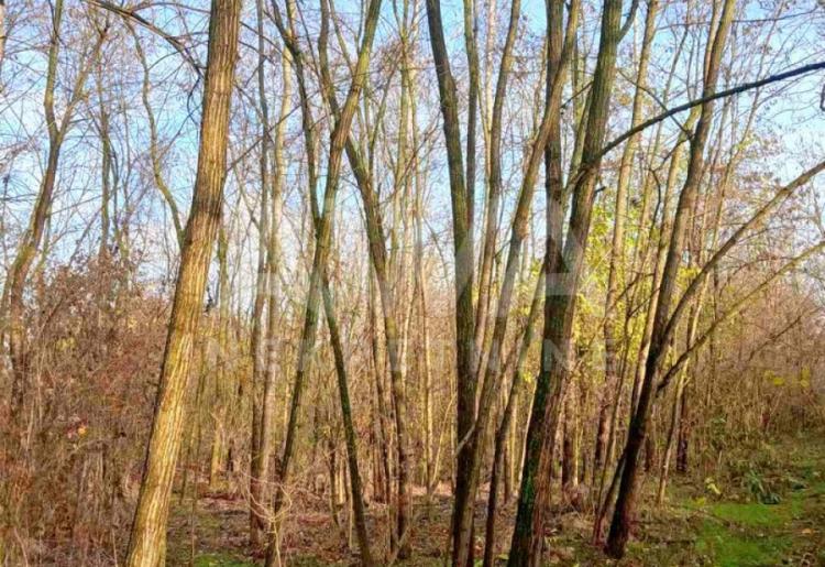 Na prodaju poljoprivredno zemljište sa šumom – KO Bogojevo