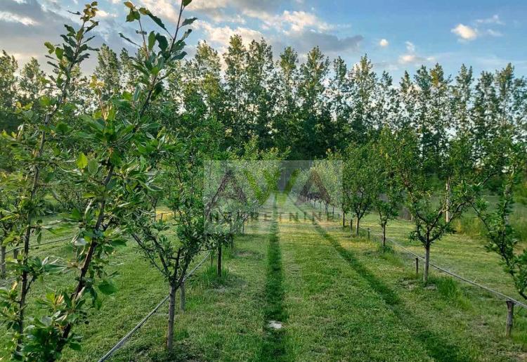 Kupusina – Mlad šljivik 6. godina, ograđen plac sa bunarom i sistemom kap po kap
