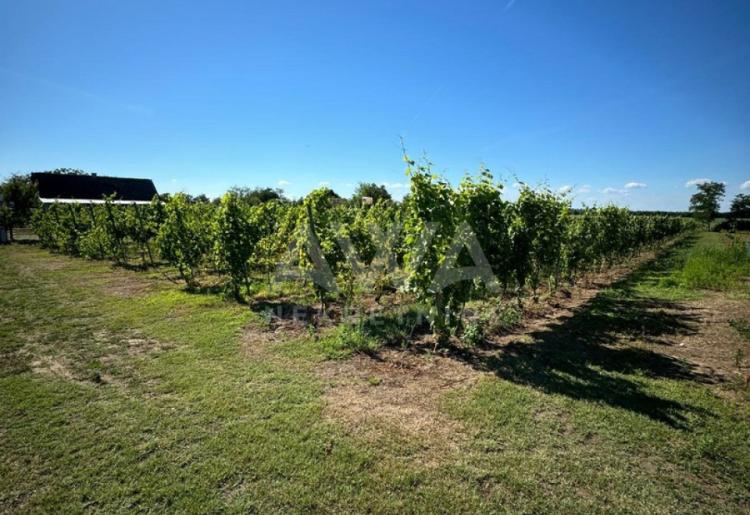 Vinograd i voćnjak na 3.94ha Bački Monoštor