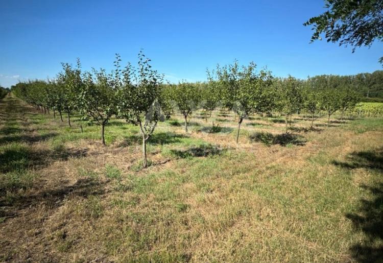 Vinograd i voćnjak na 3.94ha Bački Monoštor
