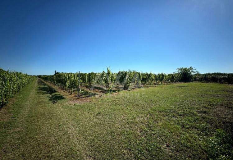 Vinograd i voćnjak na 3.94ha Bački Monoštor