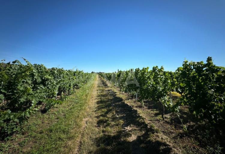 Vinograd i voćnjak na 3.94ha Bački Monoštor