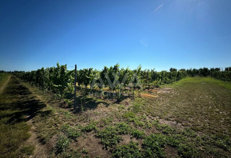 Vinograd i voćnjak na 3.94ha Bački Monoštor