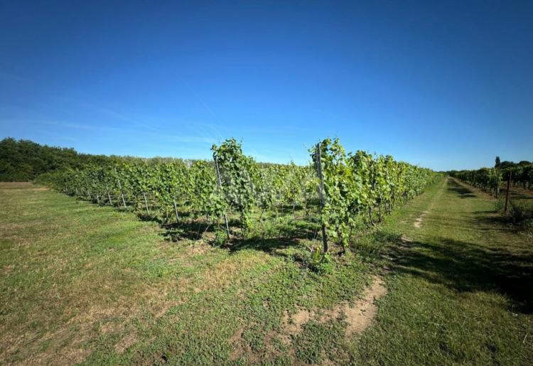 Vinograd i voćnjak na 3.94ha Bački Monoštor