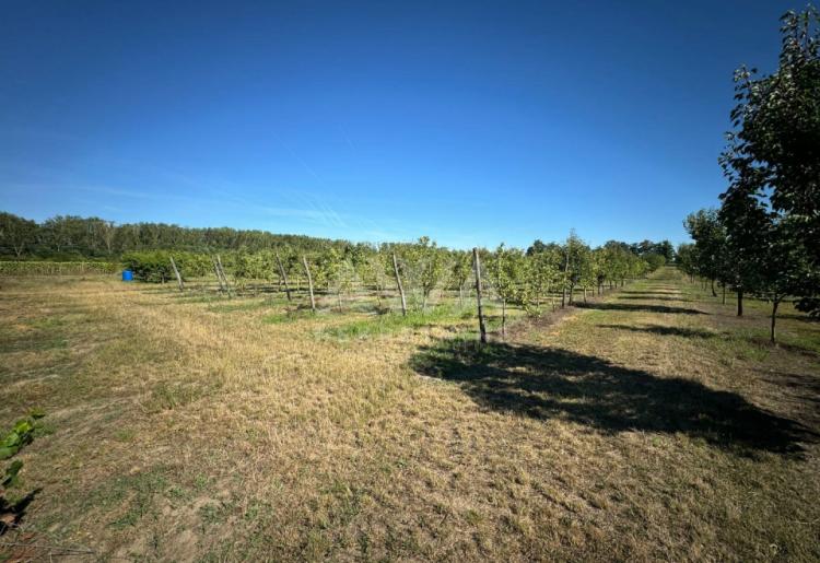 Vinograd i voćnjak na 3.94ha Bački Monoštor