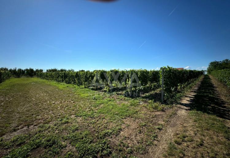 Vinograd i voćnjak na 3.94ha Bački Monoštor