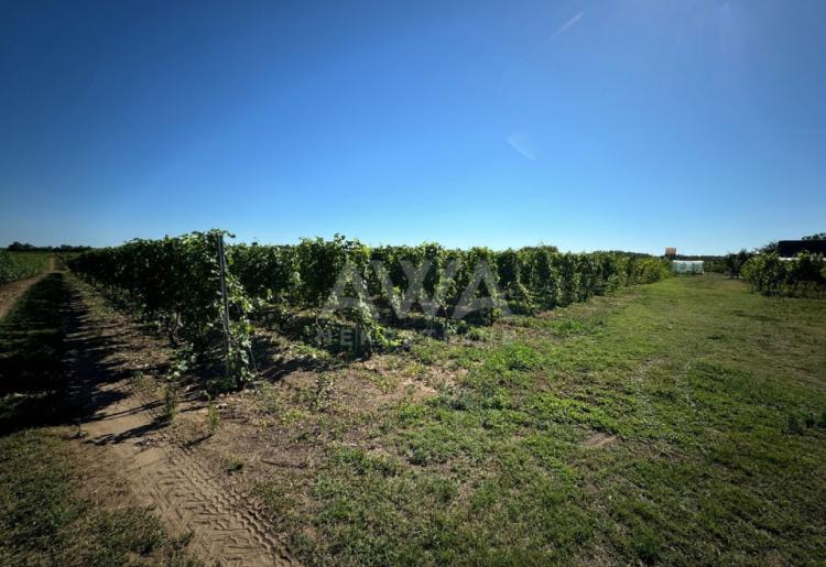 Vinograd i voćnjak na 3.94ha Bački Monoštor