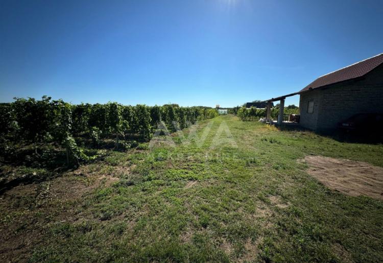 Vinograd i voćnjak na 3.94ha Bački Monoštor