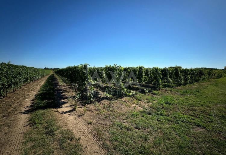 Vinograd i voćnjak na 3.94ha Bački Monoštor