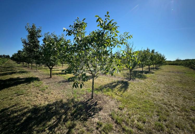 Vinograd i voćnjak na 3.94ha Bački Monoštor