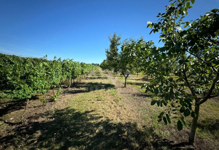 Vinograd i voćnjak na 3.94ha Bački Monoštor