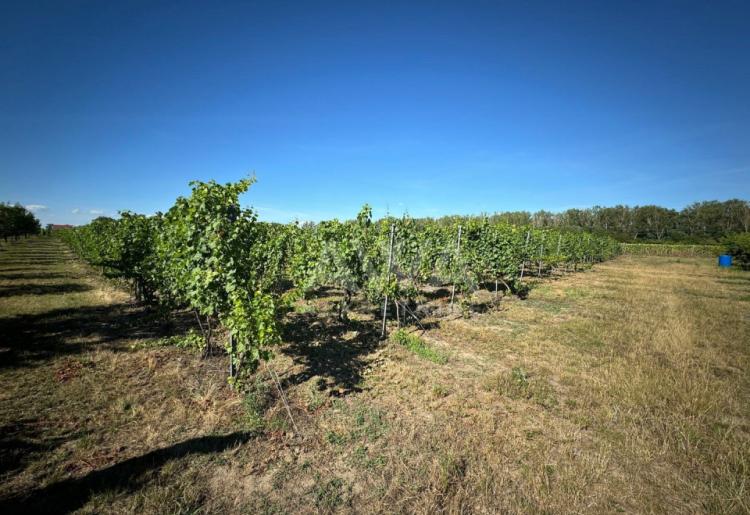 Vinograd i voćnjak na 3.94ha Bački Monoštor